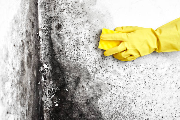 Best Crawl Space Mold Remediation in Quitman, TX