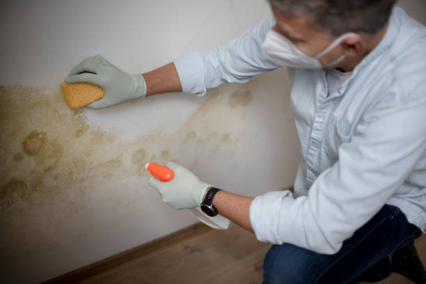 Best Kitchen Mold Remediation in Quitman, TX