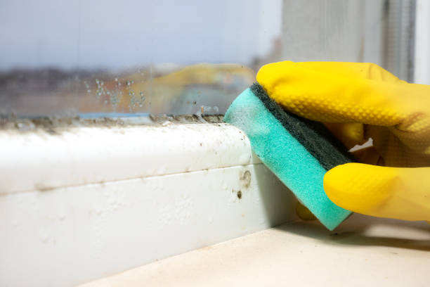 Reliable Quitman, TX Mold Remediation Solutions