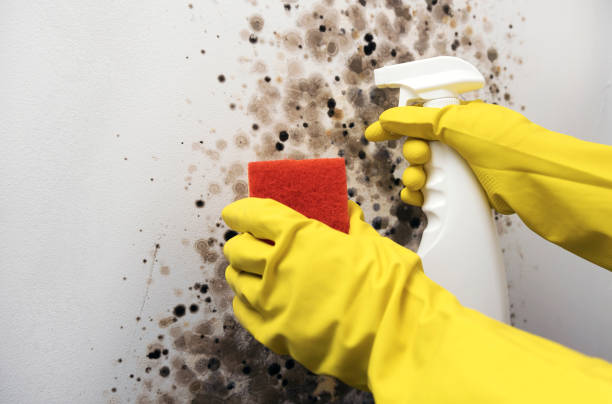 Best Kitchen Mold Remediation in Quitman, TX