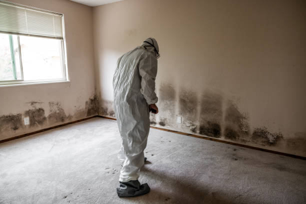 Best Attic Mold Remediation in Quitman, TX