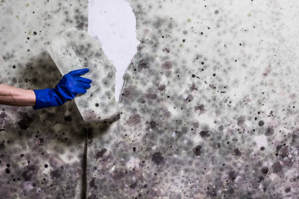 Best Basement Mold Remediation in Quitman, TX